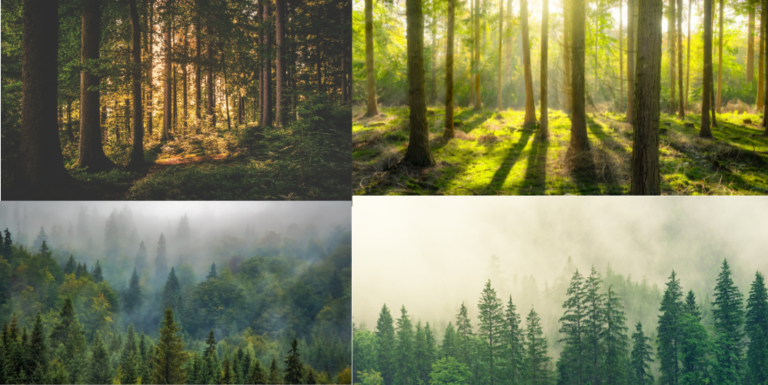 Forest Regeneration: Natural & Artificial